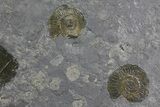 Fossil Belemnite and Ammonite Plate - Germany #167846-3